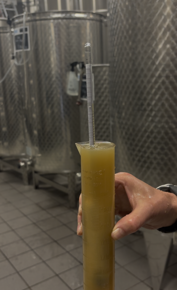 Vendanges 2025 : bientôt le grand départ