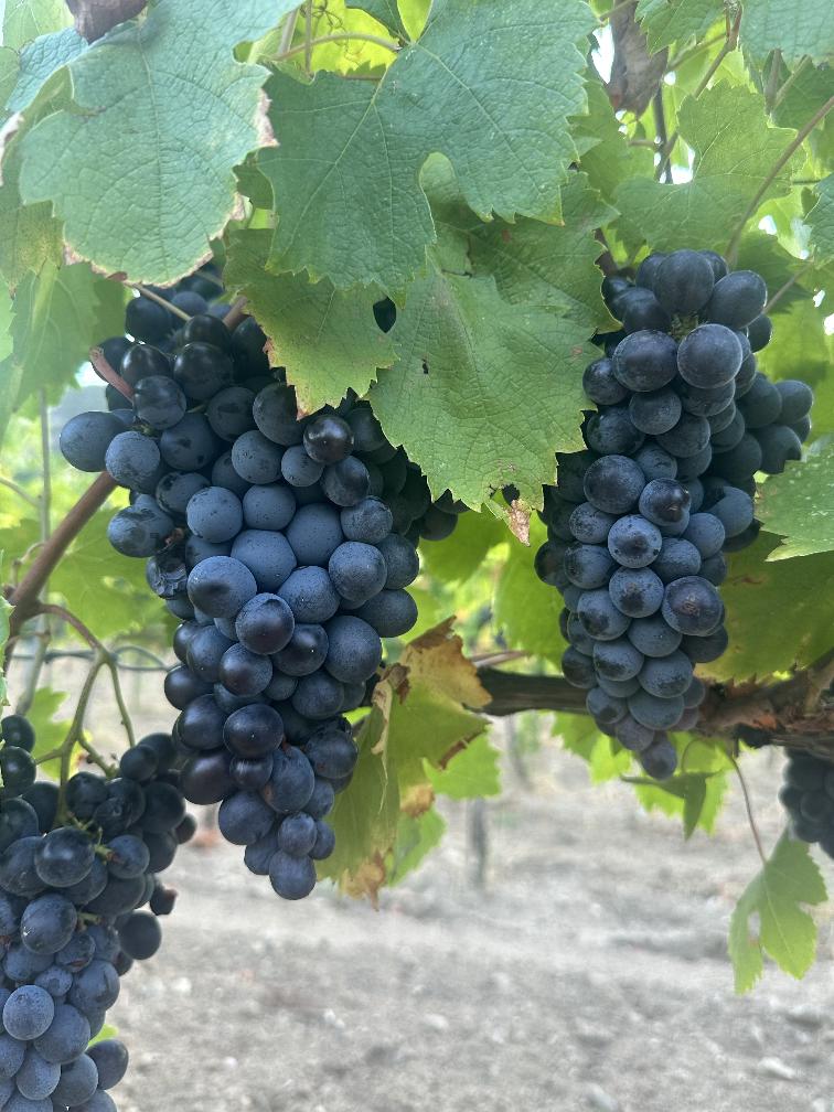 Vendanges 2025 au Domaine de la Madrague