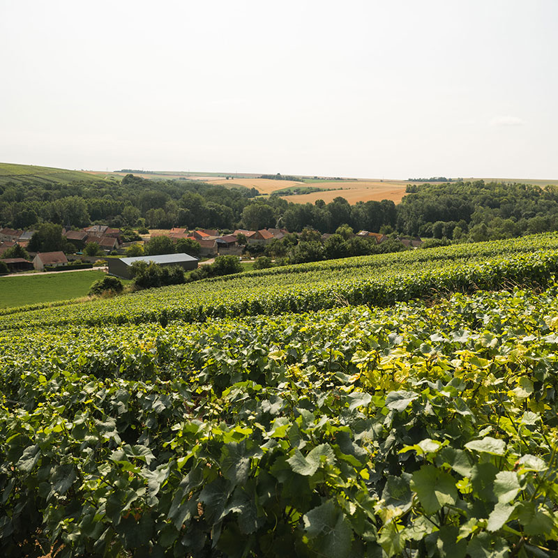 C'est la Saison du Palissage en Champagne !