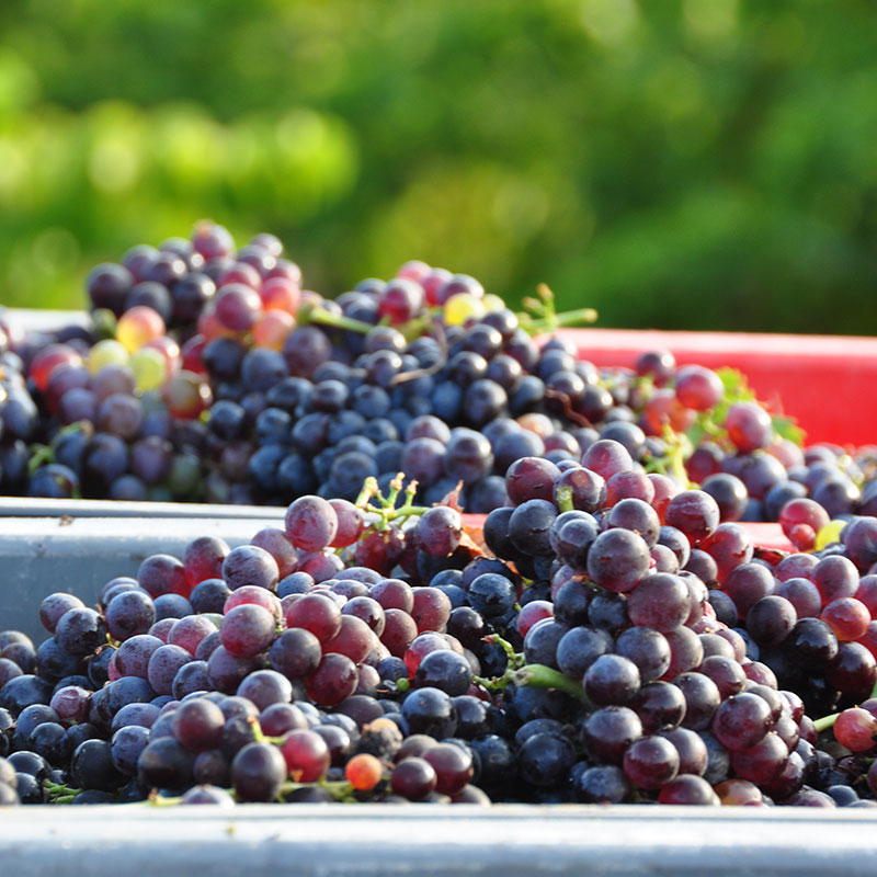 Vendanges 2024 au domaine de la Madrague